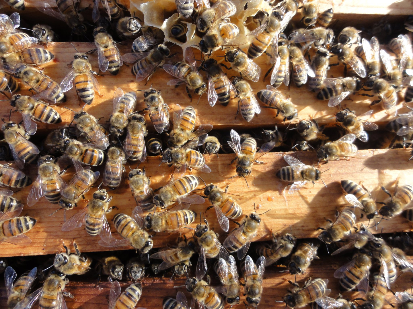 The Northeastern Kansas Beekeepers' Association